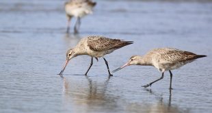 طائر يسجل رقما قياسيا فى الطيران من ألاسكا إلى أستراليا دون توقف
