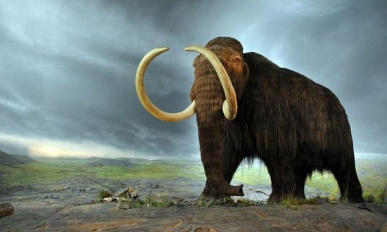 كائنات حية انقرضت منذ سنوات طويلة.. أبرزها الماموث