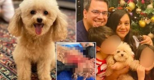 عائلة أمريكية تقاضى فندقًا للحيوانات لنفوق كلبتهم فى هجوم من 16 كلبًا