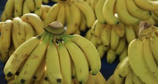 أغذية غنية بالكربوهيدرات لكنها صحية.. منها الموز