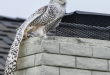 بومة ثلجية نادرة تثير الجدل بين خبراء الطيور بظهورها فى كاليفورنيا