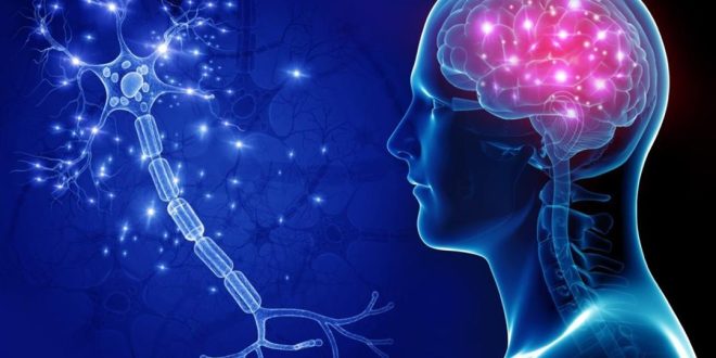 أطعمة تزيد من خطر الإصابة بمشاكل في الجهاز العصبى والذاكرة