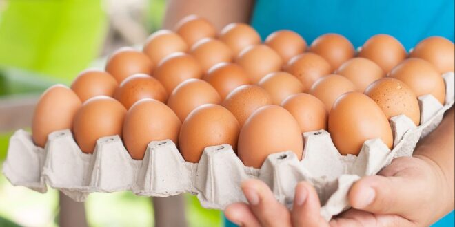 مبتكرها لم يجن ثروته منها.. "كرتونة البيض" اختراع يحقق 8 مليارات دولار سنويا