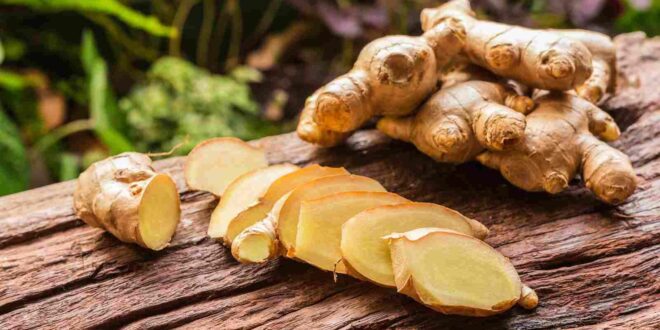 فوائد الزنجبيل عديدة منها تحسين الدورة الدموية وتقوية المناعة