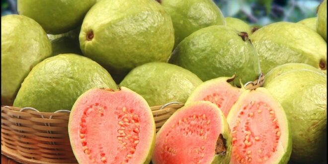 موسم ملكة الفواكه.. تعرف على أبرز 10 فوائد صحية للجوافة
