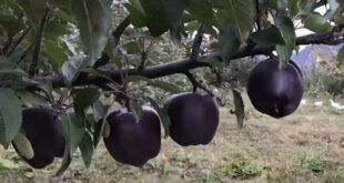 يحميك من الأمراض.. إليك فوائد التفاح الأسود