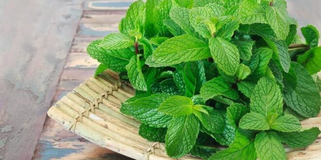 أضرار الإفراط في شرب النعناع أبرزها حرقة المعدة