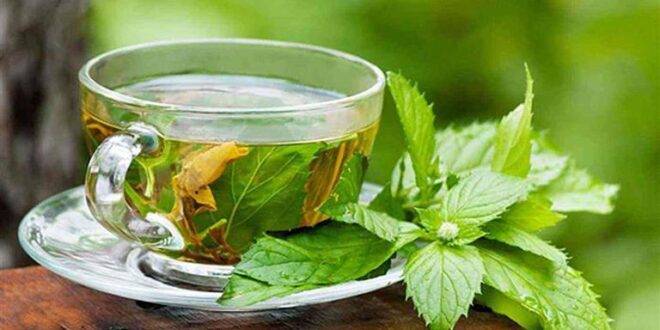 فوائد وأضرار الشاي الأخضر للأطفال