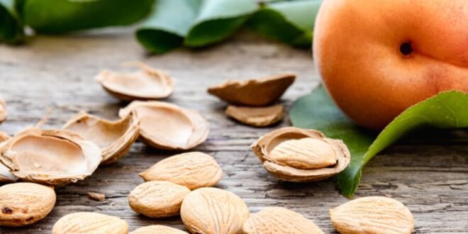 بذور المشمش: الكنز المخفي لصحة الإنسان