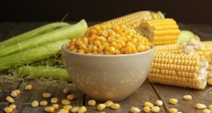 الذرة كنز غذائي غني بالفوائد والاستخدامات