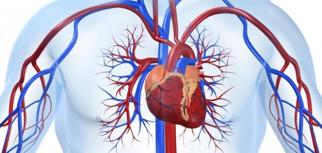 الأوعية الدموية والقلب والدماغ: شبكة الحياة التي لا تتوقف
