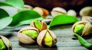 الفستق الحلبي: ذهب أخضر بطعم التاريخ وفوائد لا تُحصى