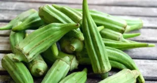 البامية.. كنز غذائي وفوائد صحية لا تُقدّر بثمن