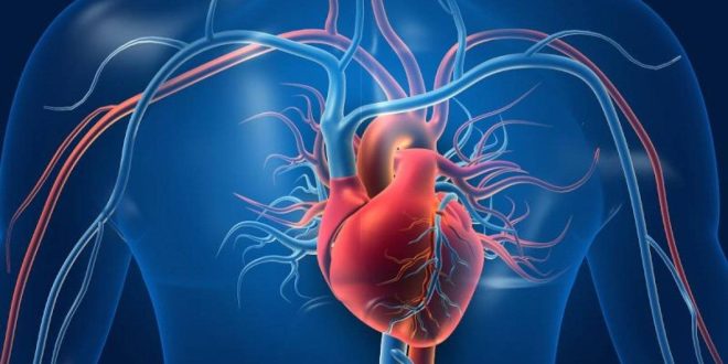 هل تؤثر الفيروسات في صحة القلب؟