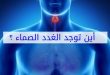 الغدد الصماء.. شبكة هرمونية تتحكم في الجسم